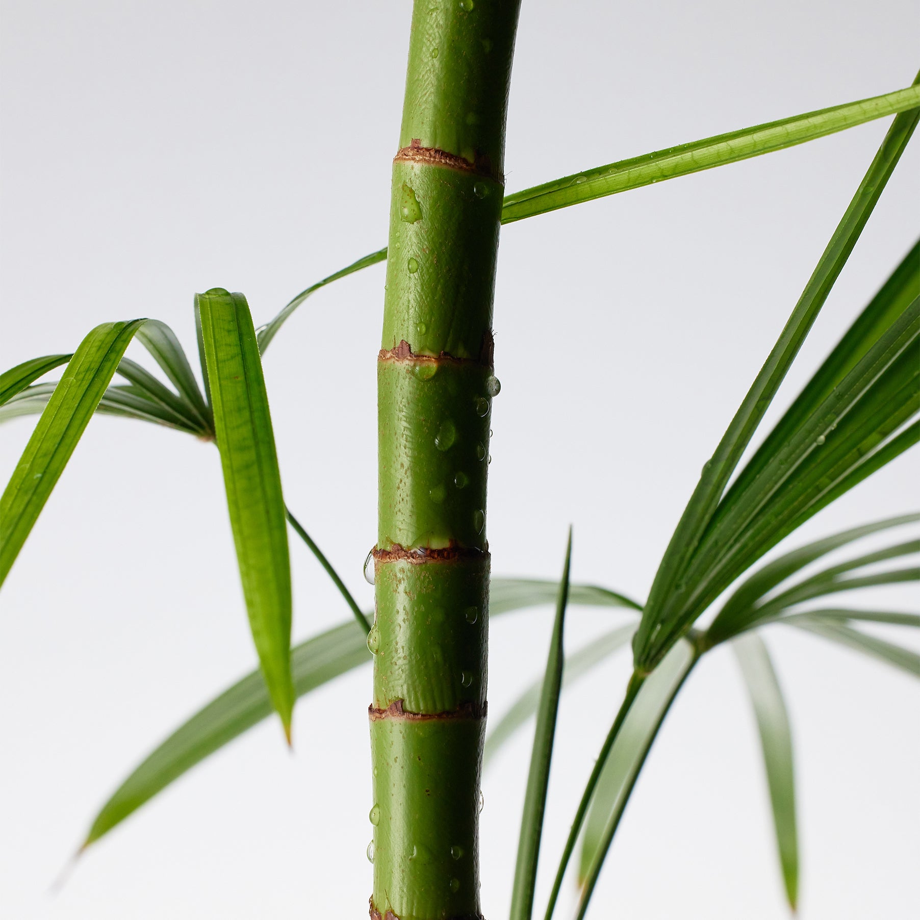 Purito Mighty Bamboo Panthenol Cream 100ml