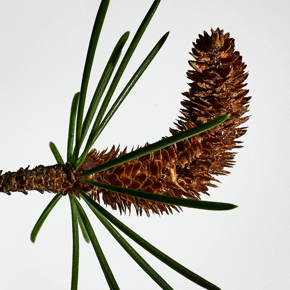 Loewe Solo Cedro Gift box for men