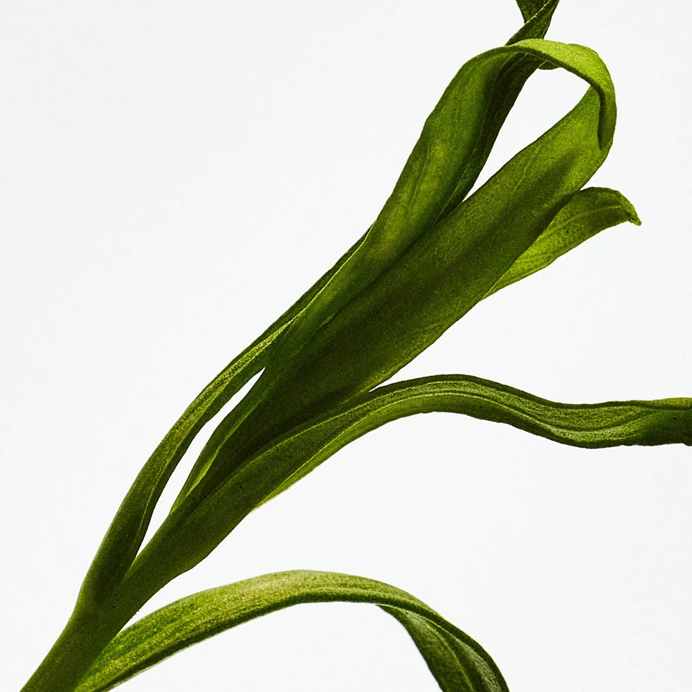 Loewe Esencia Gift Box for Men