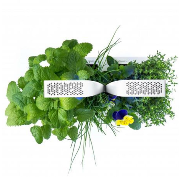 حديقة داخلية كلاسيكية حقيقية