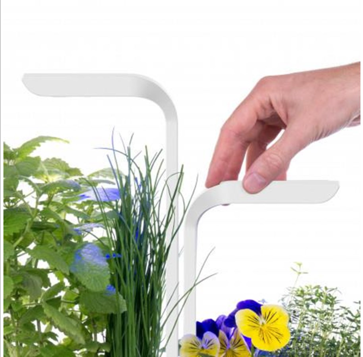 حديقة داخلية كلاسيكية حقيقية