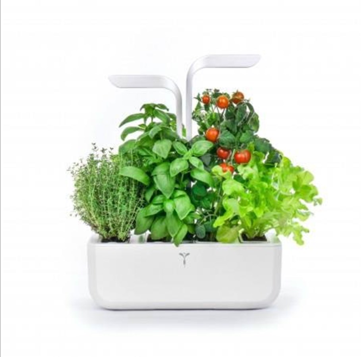 حديقة داخلية كلاسيكية حقيقية