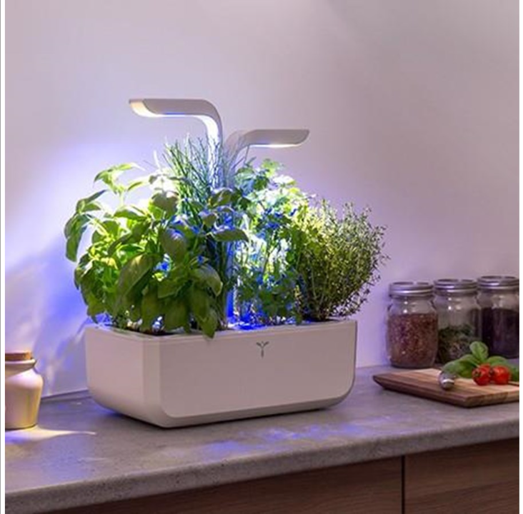 حديقة داخلية كلاسيكية حقيقية