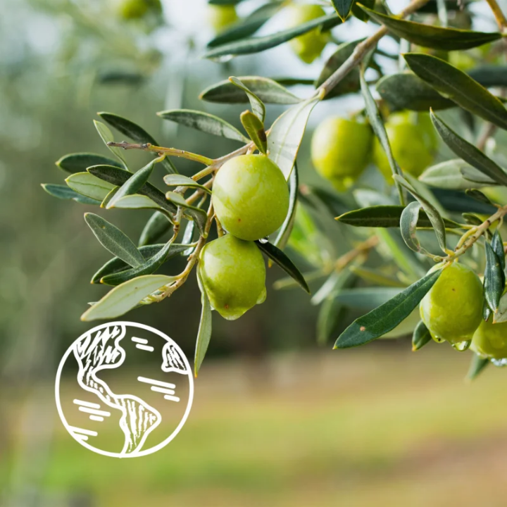 Le Petit Marseillais Olive Leaf Bio Organic