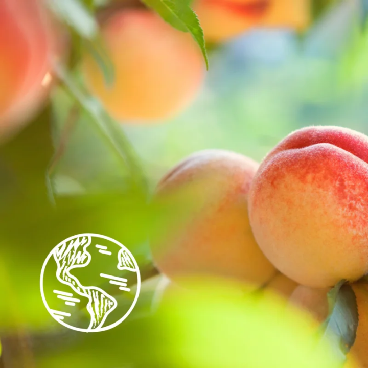 Le Petit Marseillais White Peach & Nectarine Bio